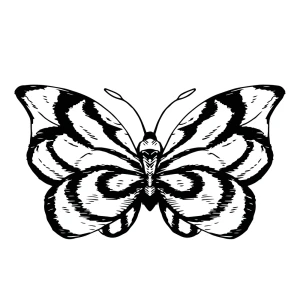 Butterfly Sketch